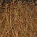 milk_shake 4.00- Medium Brown 3.4 Fl. Oz.