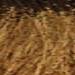 milk_shake 6.00- Dark Blond 3.4 Fl. Oz.