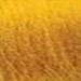 milk_shake Yellow 3.4 Fl. Oz.